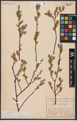 Foto von Salix aurita L.